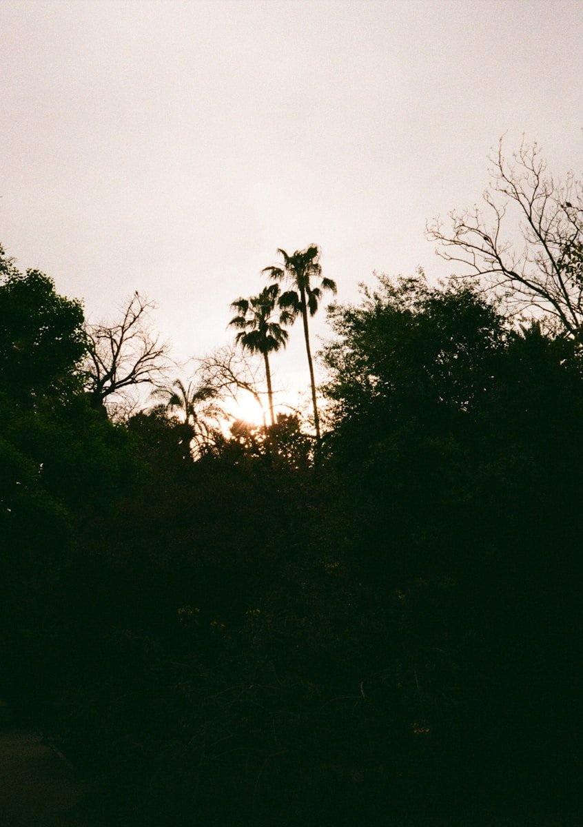 Silhouetted palm trees against a hazy sunset sky